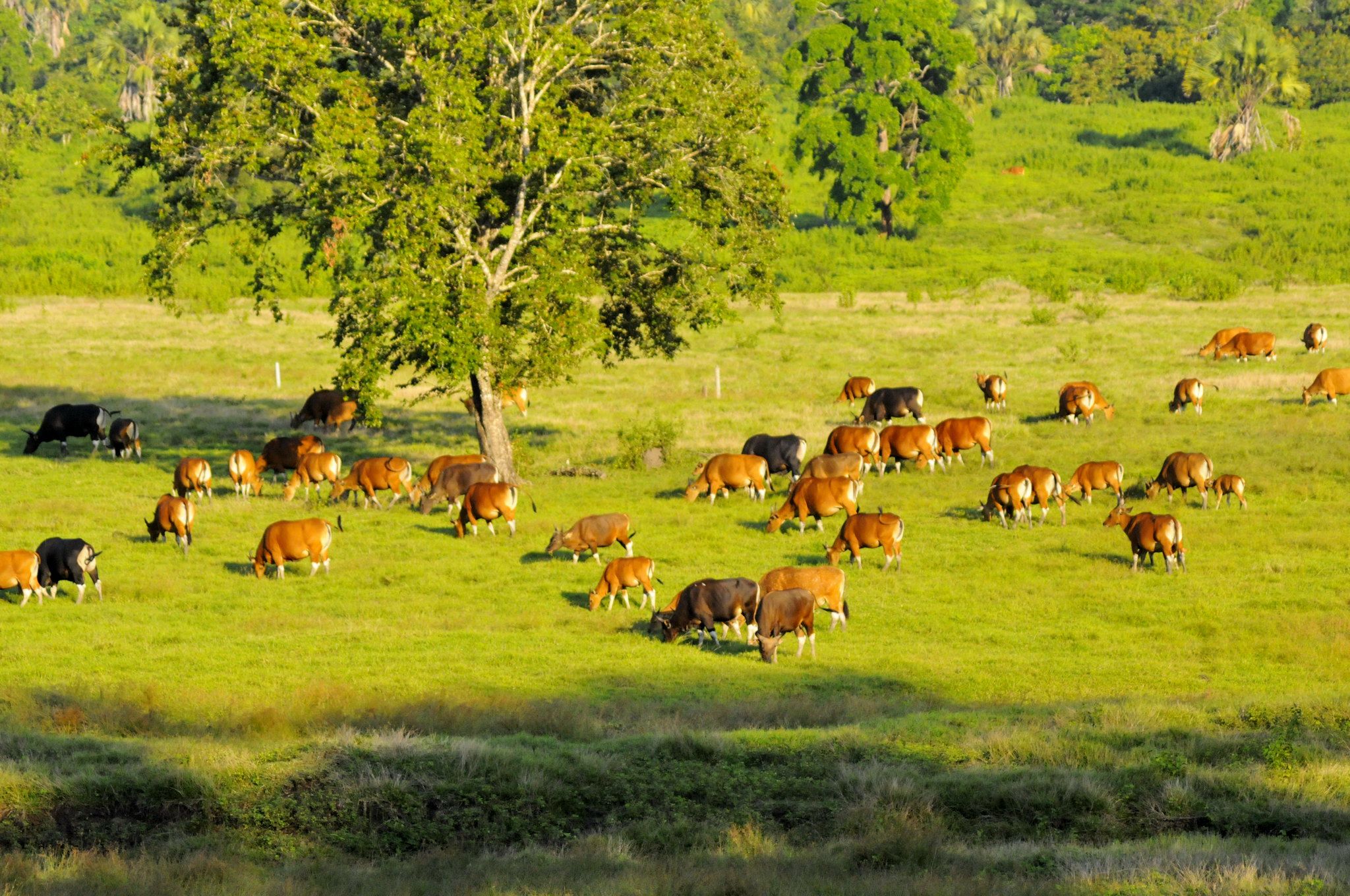 padang savana sadengan alas purwo.jpg