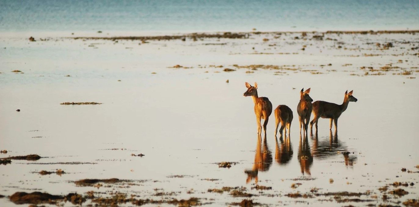 fauna in menjangan temple.jpg