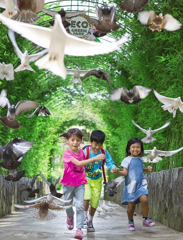 eco-green-park-rides-birds collection.jpg