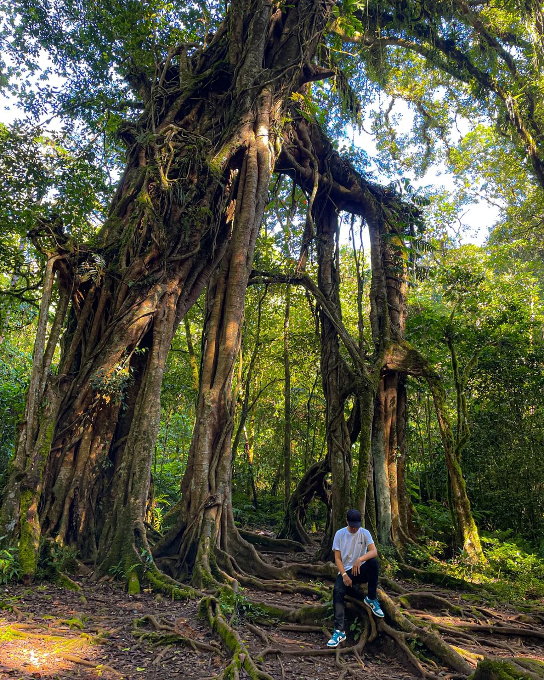 giant three kebun raya bedugul.jpg