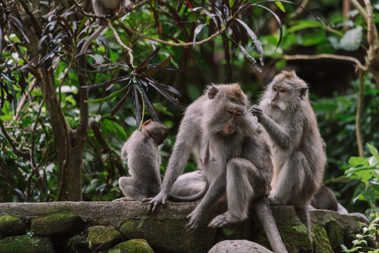 monkeys at monkey forest ubud.jpg