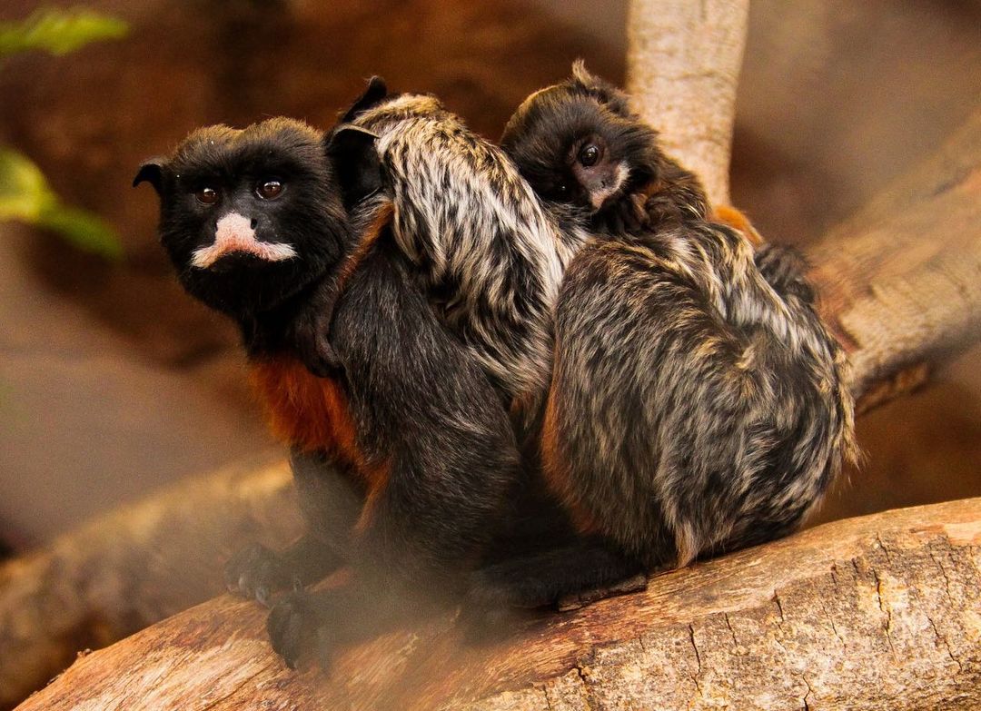 animals at JATIM PARK 2 batu secret zoo.jpg