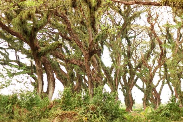 de-djawatan-forest-banyuwangi-indonesia-2.jpg