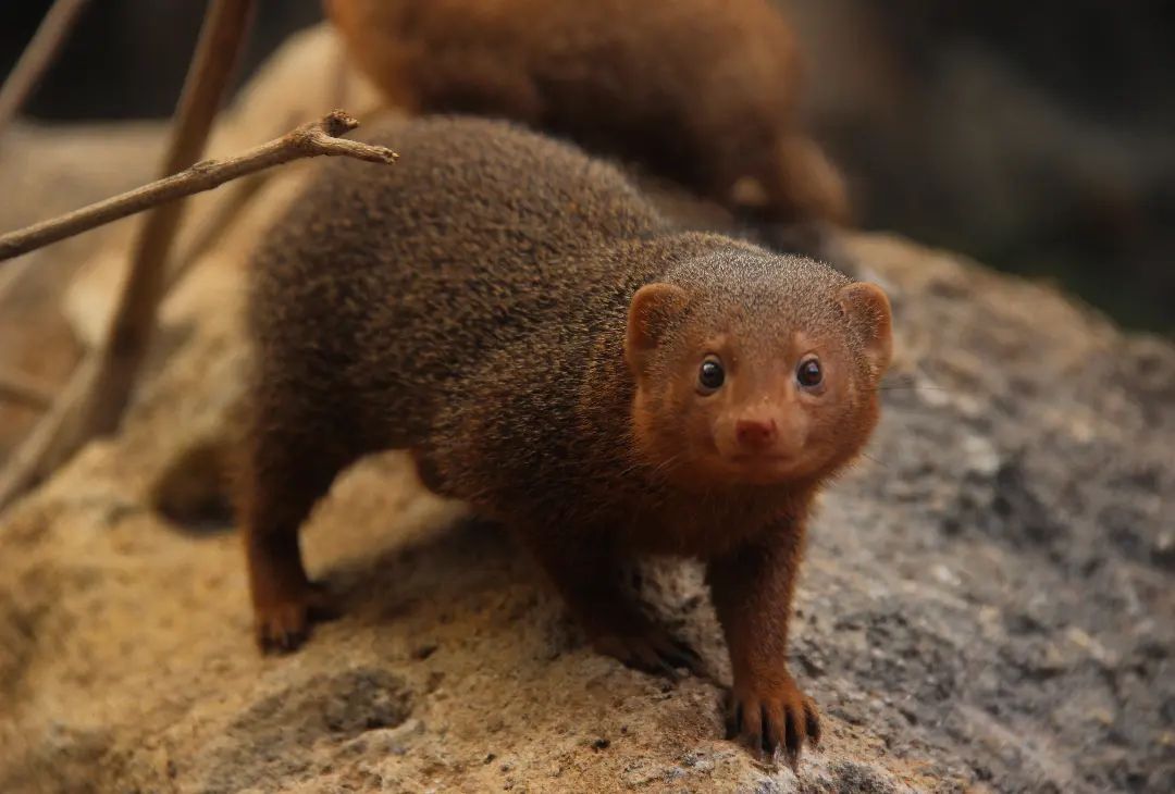 batu-secret-zoo-jatim-park-2-Dwarf Mongoose.jpg