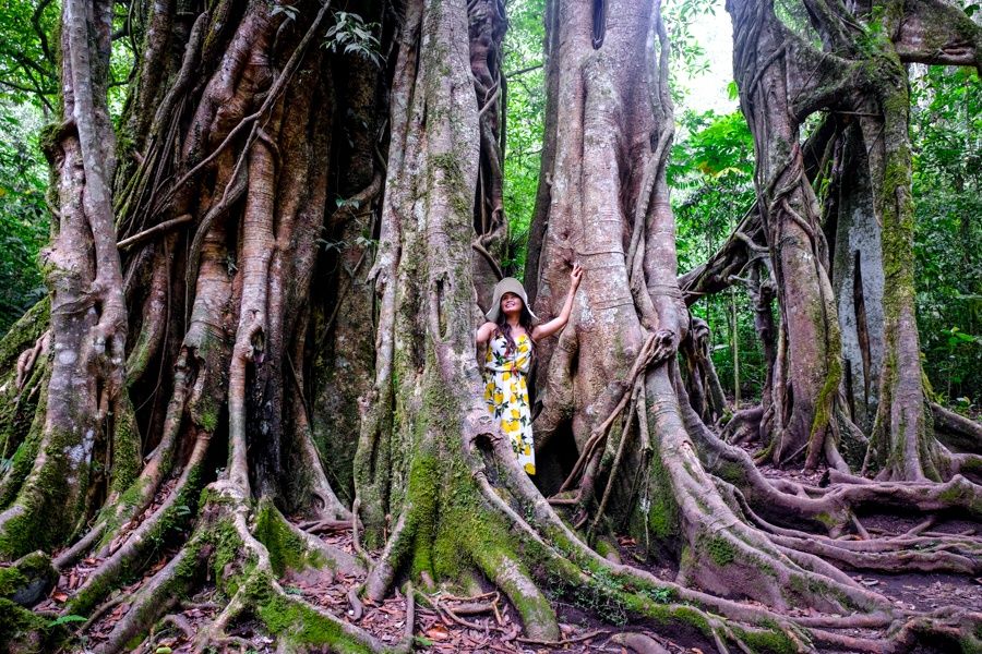 giant tree bali botanical garden.jpg