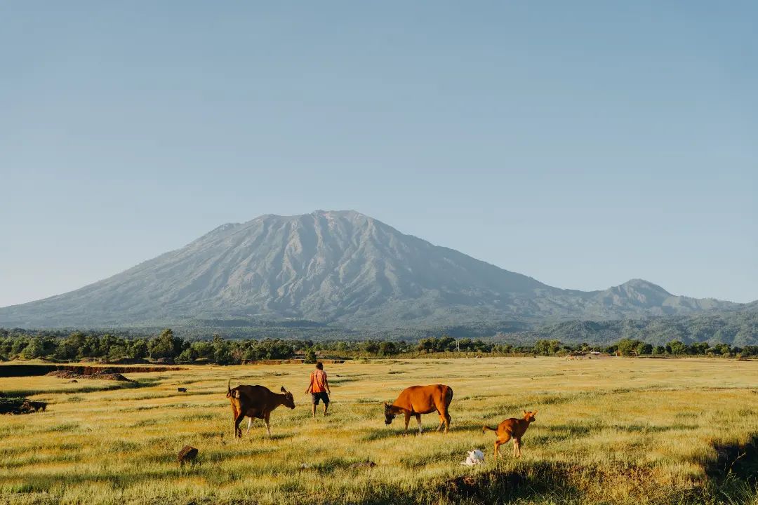savana tianyar bali.jpg