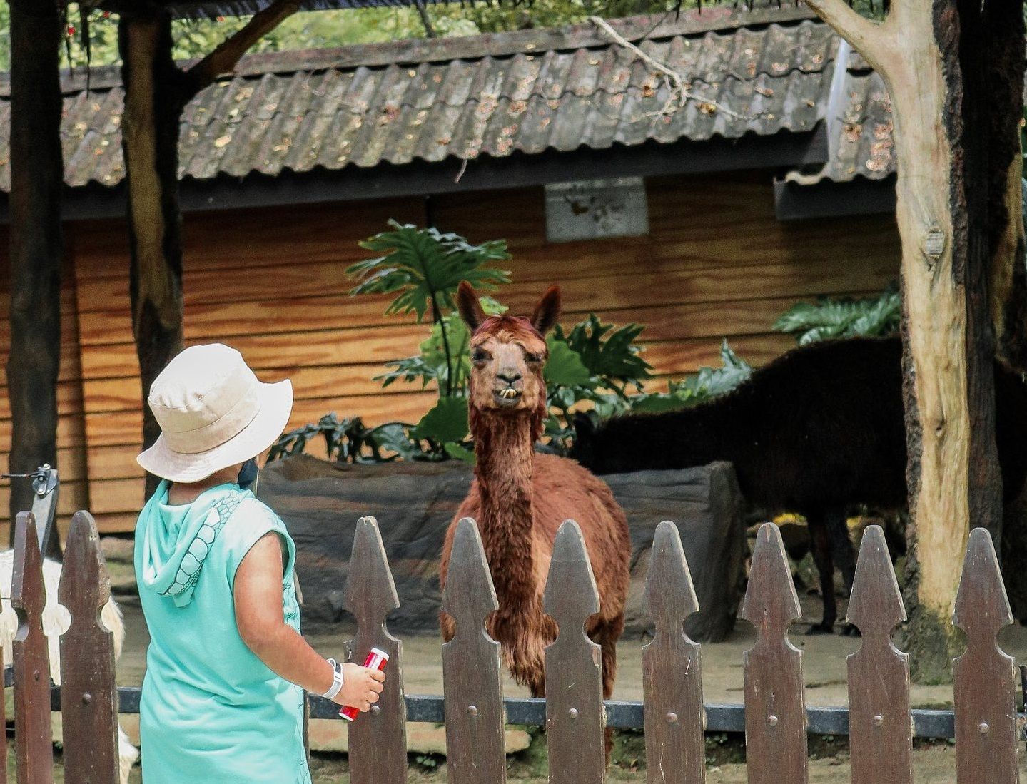 batu-secret-zoo-jatim-park-2-alpaca.jpg