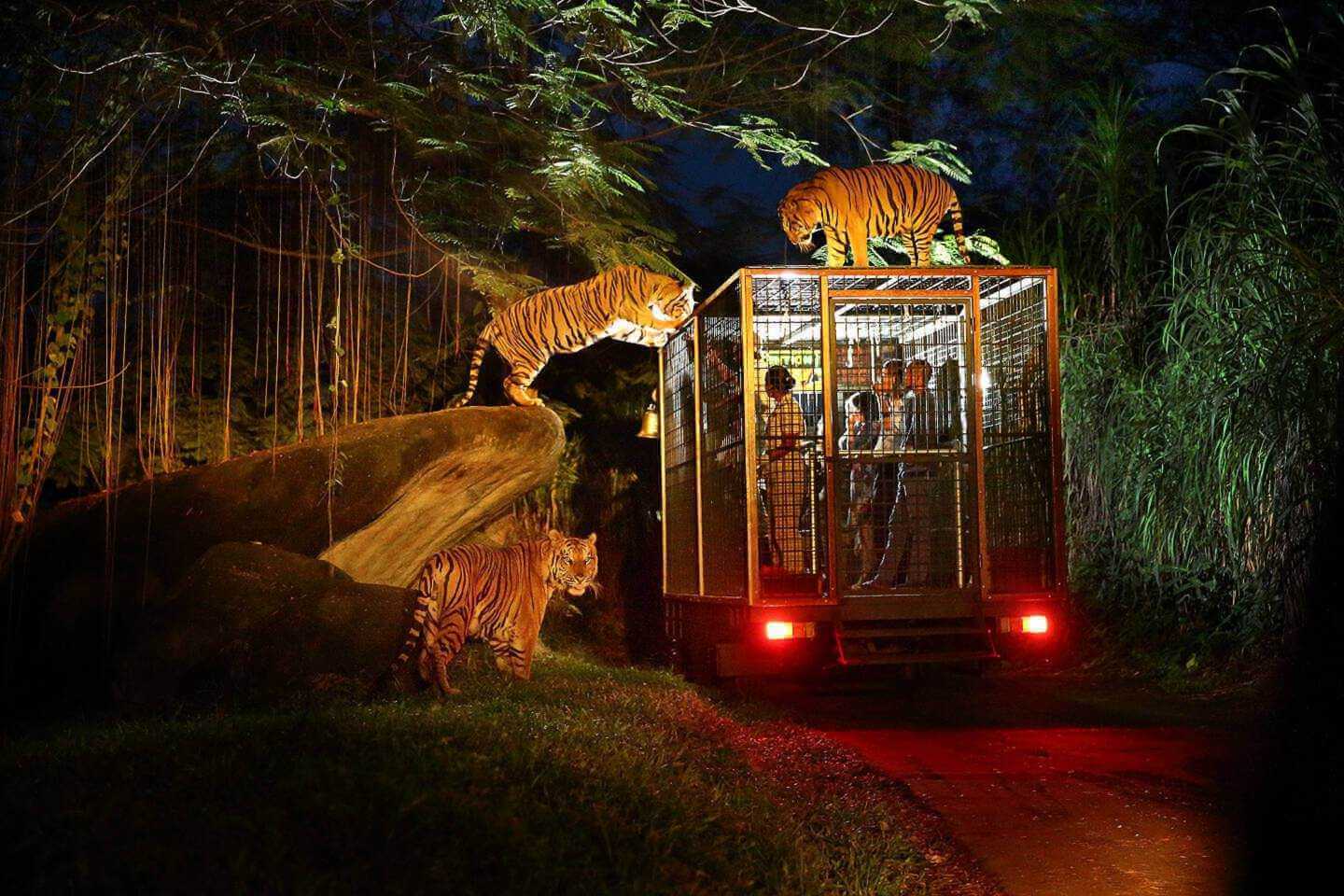 Bali Safari and Marine Park night safari package.jpg