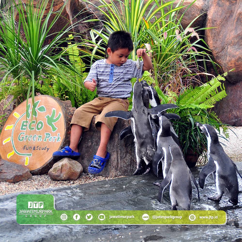 eco-green-park-rides-feeding pinguin.jpg