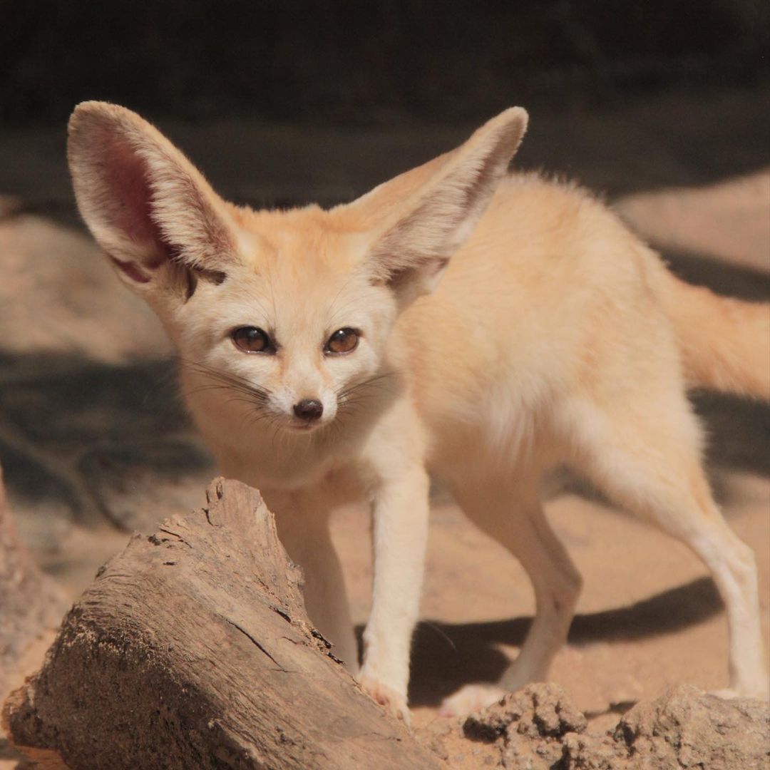 batu-secret-zoo-jatim-park-2-fennec fox.jpg