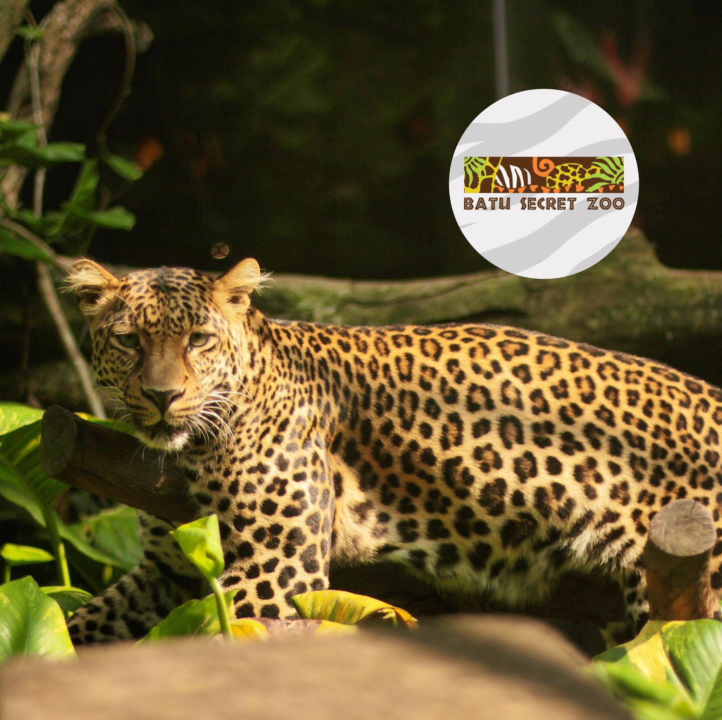What is on Batu Secret Zoo JATIM PARK 2