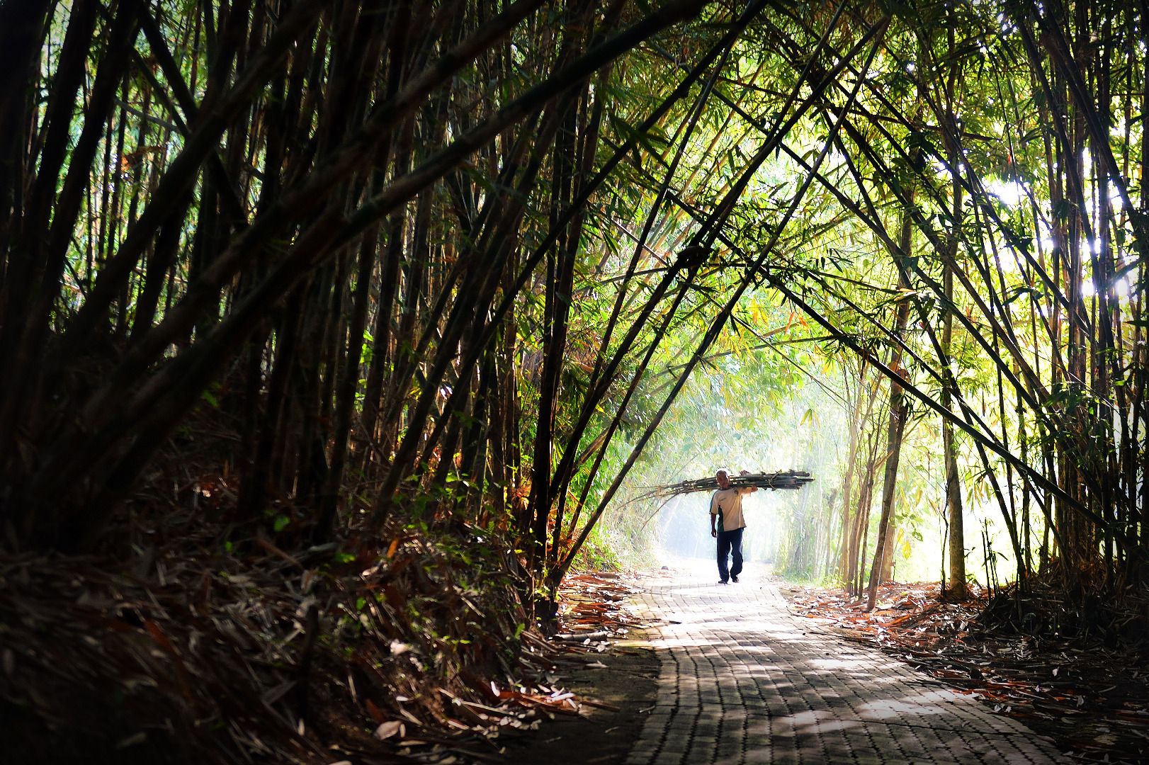 the bamboo forest of Penglipuran village in bali.jpg