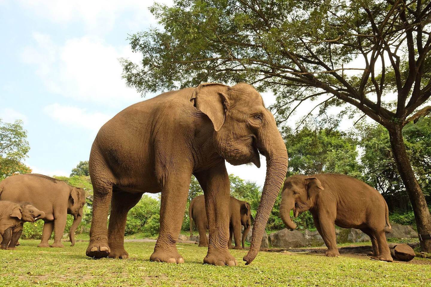 Bali Safari and Marine Park elephant.jpg