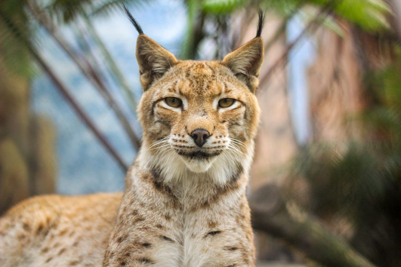 batu-secret-zoo-jatim-park-2-Eurasian Lynx.jpg