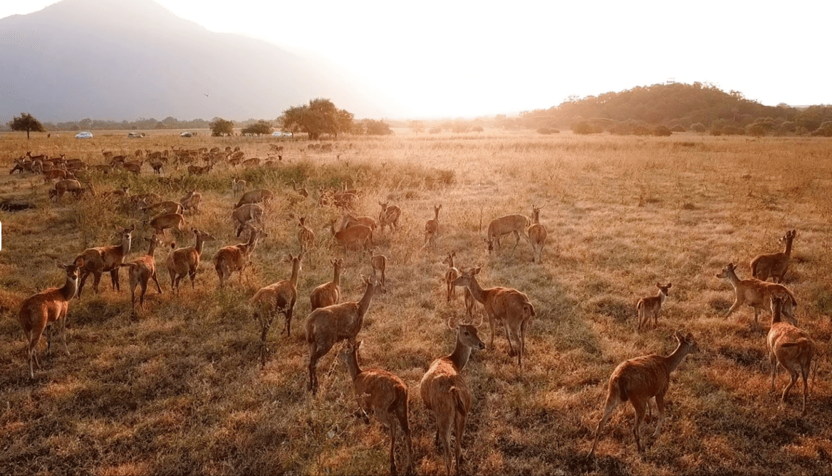 deer_baluran_national_park.png