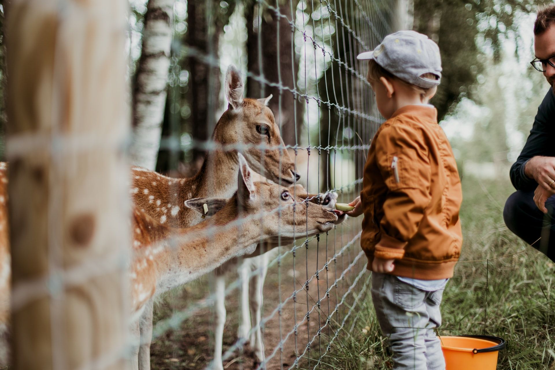 Zoo_recommendation_with_family_daiga-ellaby-Sg_OwwU2Z9o-unsplash.jpg