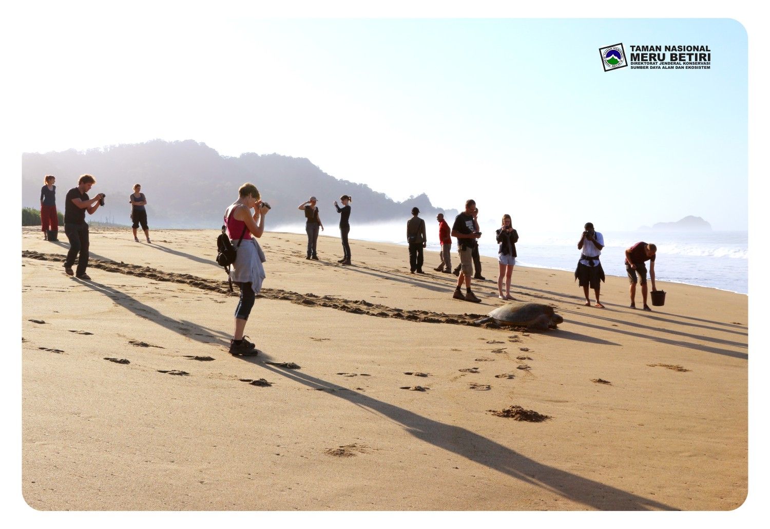 turtle Sukomade Beach Banyuwangi A Beach of Green Sea Turtle.jpg