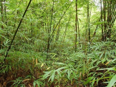 hutan bambu alas purwo.jpg