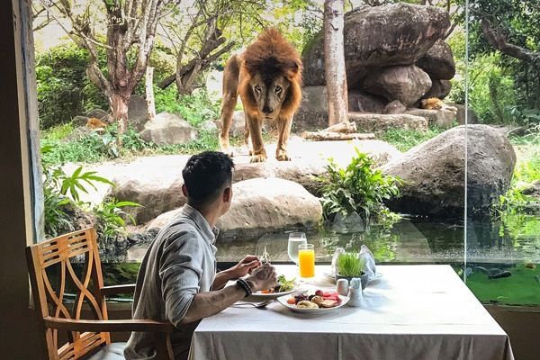 Bali Safari and Marine Park breakfast at uma restaurant with lion 2.jpg